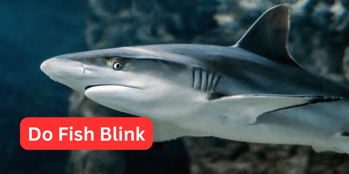 Do Fish Blink