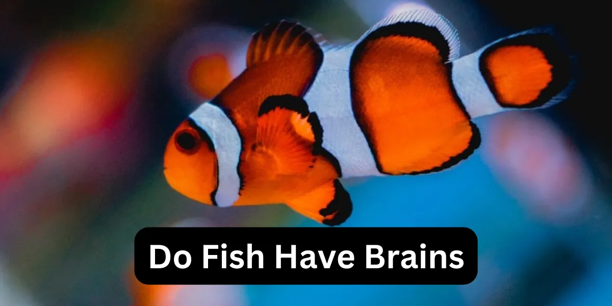 Do Fish Have Brains
